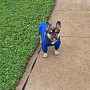 Vander joined the competition — help win amazing prizes! dog, french_bulldog, blue_hoodie, leash, sidewalk, grass, outdoor, pet, canine, walking, pavement, greenery, animal, fur, ears, eyes, collar, cute, standing, daytime