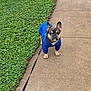 dog, french_bulldog, blue_hoodie, leash, sidewalk, grass, outdoor, pet, canine, walking, pavement, greenery, animal, fur, ears, eyes, collar, cute, standing, daytime