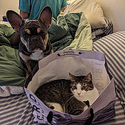 Zoey is registered to the contest to win money with this photo: french_bulldog, dog, cat, shopping_bag, bed, blanket, striped_bed_sheet, person, green_shirt, indoor, pet, curious, relaxed, tabby_cat, cozy, furniture, wall, pillow, domestic_animals, home