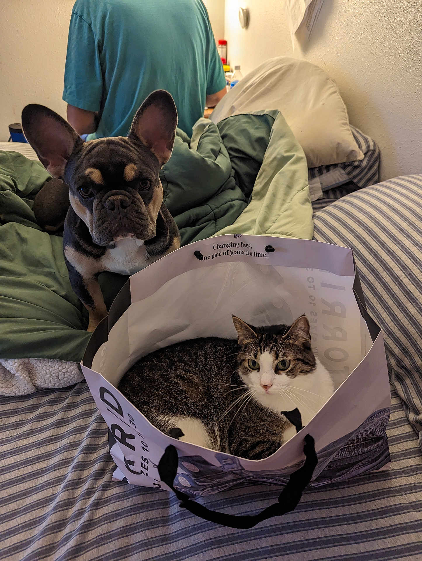 Zoey is registered to the contest to win money with this photo: french_bulldog, dog, cat, shopping_bag, bed, blanket, striped_bed_sheet, person, green_shirt, indoor, pet, curious, relaxed, tabby_cat, cozy, furniture, wall, pillow, domestic_animals, home