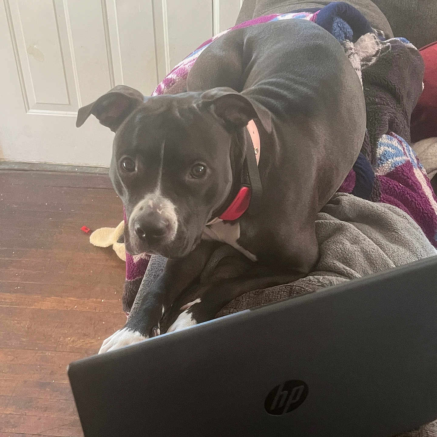 Layla joined the competition — help win amazing prizes! animal, bed, blanket, bulldog, canine, computer, couch, dog, dogbed, electronics, furniture, hound, indoors, interiordesign, laptop, pc, pet, pitbull, pointer, puppy