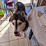 Opaline a rejoint le concours — aidez-le/la à gagner de superbes lots ! animal, curious, dog, door, floor, fur, heart_pattern, home, husky, indoor, pet_bowl, shadow, stool, sunlight, table, tablecloth, tile_floor, tongue, towel, window