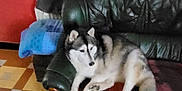 Opaline a rejoint le concours — aidez-le/la à gagner de superbes lots ! animal, architecture, building, canine, chair, couch, cushion, dog, face, furniture, homedecor, husky, indoors, interiordesign, livingroom, person, pet, puppy, room, sleeping