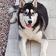 Opaline a rejoint le concours — aidez-le/la à gagner de superbes lots ! animal, black_and_white, canine, cute, daylight, dog, ears_up, friendly, fur, husky, looking_at_camera, lying_down, mammal, nature, outdoor, pet, resting, rocks, tile_floor, tongue_out