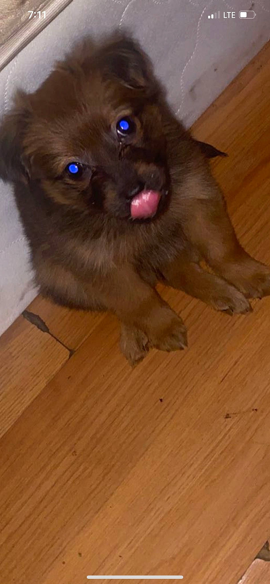 Kiwi is registered to the contest to win money with this photo: carnivore, companion_dog, dog, dog_breed, fawn, felidae, floor, flooring, fur, hardwood, laminate_flooring, liver, plank, snout, toy_dog, varnish, whiskers, wood, wood_stain, working_animal