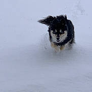 Dakota joined the competition — help win amazing prizes! dog, snow, running, outdoor, animal, winter, fur, black, white, playful, motion, cold, nature, pet, active, energetic, canine, snowy, daytime, furball