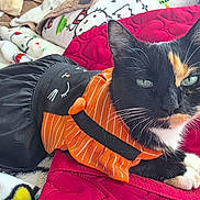 Squeaky Dinky is registered to the contest to win money with this photo: animal, bed, black, blanket, calico_cat, cat, clothing, costume, cozy, cute, feline, indoor, orange, pattern, pet, portrait, relaxed, resting, soft, white