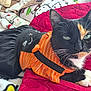animal, bed, black, blanket, calico_cat, cat, clothing, costume, cozy, cute, feline, indoor, orange, pattern, pet, portrait, relaxed, resting, soft, white