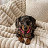 dachshund, puppy, dog, pet, collar, pink_collar, blanket, plush, soft, cozy, indoor, furniture, cushion, brown, black, fur, small_dog, cute, relaxed, portrait