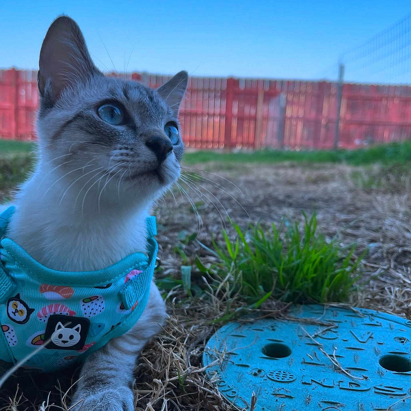 Kitkat is registered to the contest to win money with this photo: animal, architecture, backyard, cat, fence, grass, herbal, herbs, jar, lawn, nature, outdoors, pet, plant, planter, pottedplant, pottery, soil, vase, yard