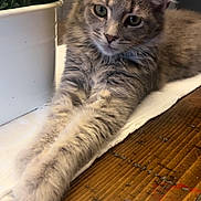 Fluffy is registered to the contest to win money with this photo: cat, gray_tabby, feline, pet, indoor, wooden_table, plant_pot, green_leaves, relaxed, stretching, fur, whiskers, cute, animal, closeup, domestic, table, houseplant, cozy, resting