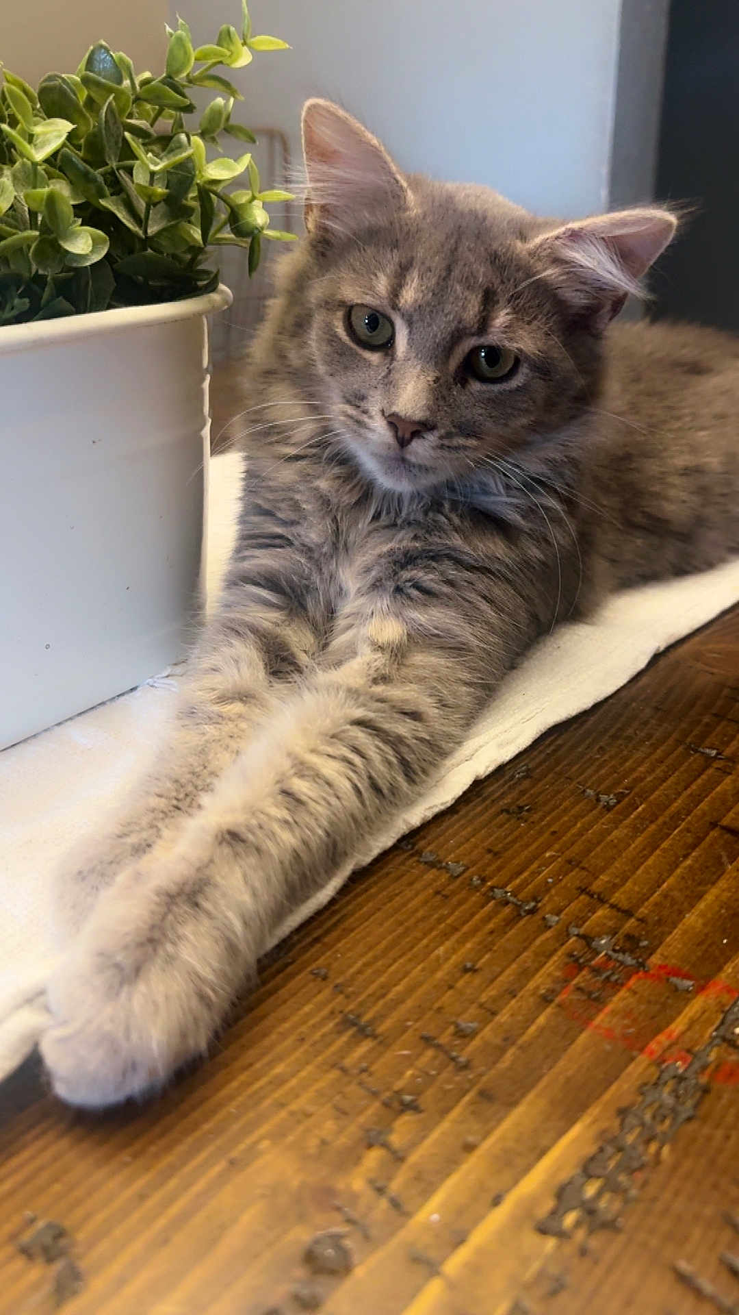 Fluffy is registered to the contest to win money with this photo: cat, gray_tabby, feline, pet, indoor, wooden_table, plant_pot, green_leaves, relaxed, stretching, fur, whiskers, cute, animal, closeup, domestic, table, houseplant, cozy, resting