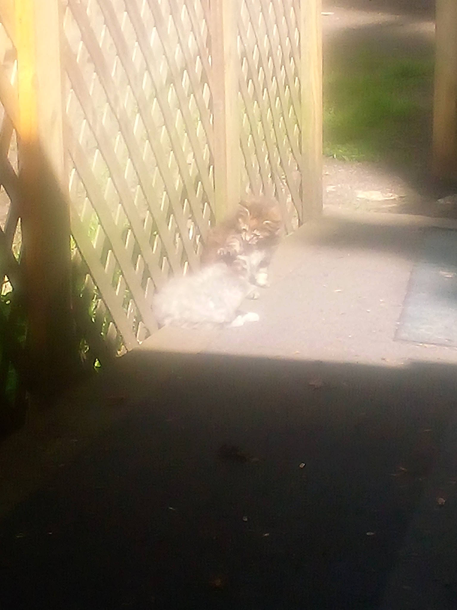 The Twins is registered to the contest to win money with this photo: asphalt, automotive_exterior, automotive_lighting, chain_link_fencing, fence, floor, flooring, glass, grass, mesh, metal, plant, road_surface, shade, tints_and_shades, transparent_material, tree, windshield, wire_fencing, wood