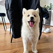 Vino participe au concours pour gagner de l'argent avec cette photo : adult, animal, canine, chair, clothing, dog, eskimodog, footwear, furniture, hardwood, husky, indoors, interiordesign, male, man, person, pet, puppy, shoe, wood