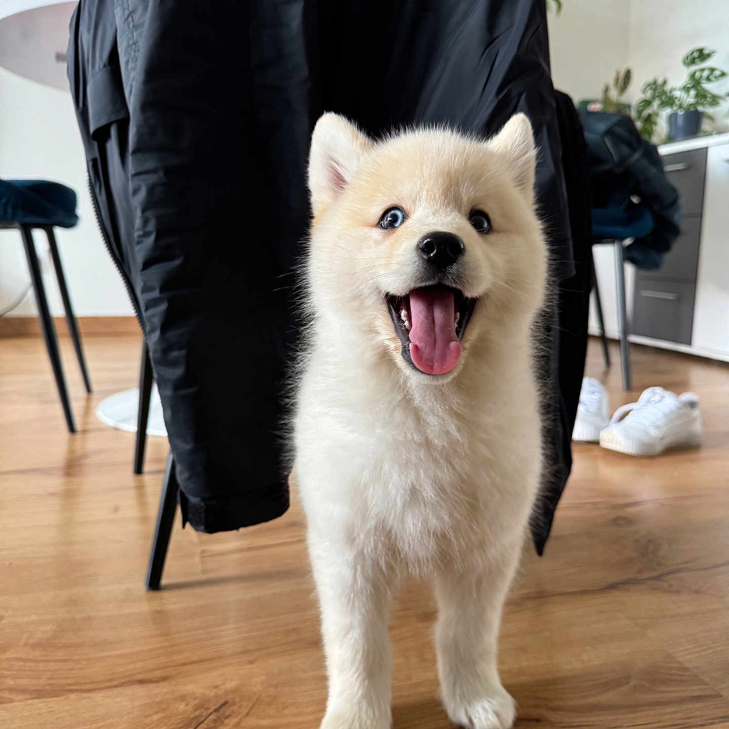 Vino participe au concours pour gagner de l'argent avec cette photo : adult, animal, canine, chair, clothing, dog, eskimodog, footwear, furniture, hardwood, husky, indoors, interiordesign, male, man, person, pet, puppy, shoe, wood