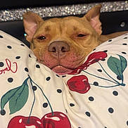 Duke is registered to the contest to win money with this photo: dog, sleepy, pillow, cherry_pattern, polka_dots, bedroom, resting, close_up, brown_dog, cute, cozy, indoor, pet, animal, snout, ears, relaxed, face, comfort, fabric