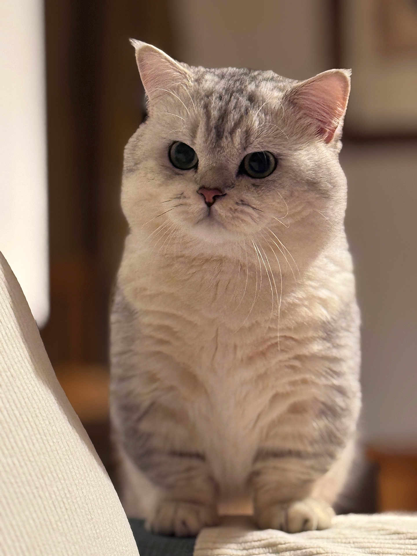 Pablito is registered to the contest to win money with this photo: cat, feline, pet, indoor, fluffy, cute, sitting, curious, closeup, portrait, whiskers, soft_light, domestic_animal, tabby, animal, furry, cute_pet, furry_friend, indoor_lighting, close_up