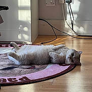 Pablito is registered to the contest to win money with this photo: cat, indoor, rug, floor, sunlight, shadow, plugs, cord, wooden_floor, relaxed, pet, fluffy, lying_down, cozy, home, animal, feline, cute, white_cat, resting