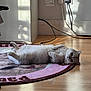 cat, indoor, rug, floor, sunlight, shadow, plugs, cord, wooden_floor, relaxed, pet, fluffy, lying_down, cozy, home, animal, feline, cute, white_cat, resting