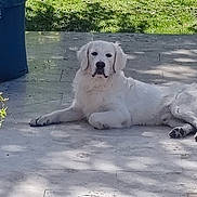 Algo participe au concours pour gagner de l'argent avec cette photo : dog, white_dog, lying_down, outdoor, patio, stone_floor, grass, plant, trash_bin, calm, pet, animal, sunlight, shadow, nature, canine, relaxed, domestic_animal, quiet, daytime