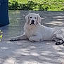 dog, white_dog, lying_down, outdoor, patio, stone_floor, grass, plant, trash_bin, calm, pet, animal, sunlight, shadow, nature, canine, relaxed, domestic_animal, quiet, daytime