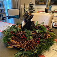 Bean is registered to the contest to win money with this photo: cat, tuxedo_cat, wreath, pine_cones, red_berries, table, dining_room, chair, christmas_tree, holiday_decor, centerpiece, evergreen, indoor, curious, whiskers, black_cat, collar, festive, pine_needles, home_decor