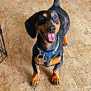 Louie joined the competition — help win amazing prizes! dog, dachshund, pet, canine, black_and_tan, tongue_out, happy, floor, indoor, collar, tag, small_dog, short_legs, cute, animal, looking_up, ears, tail, companion, friendly