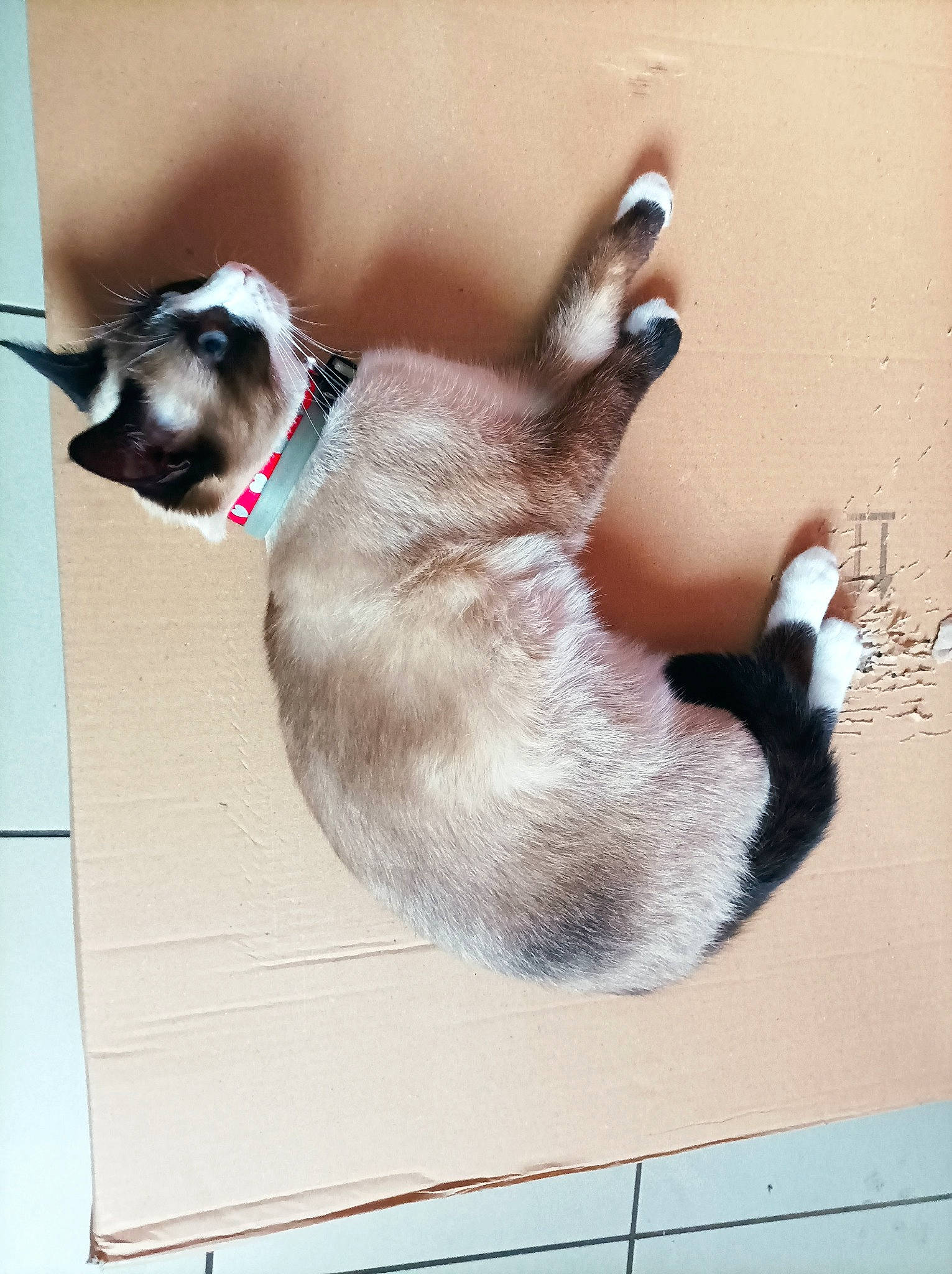 Théa a rejoint le concours — aidez-le/la à gagner de superbes lots ! carnivore, cat, collar, comfort, companion_dog, dog_breed, fawn, felidae, foot, fur, paw, pet_supply, rectangle, siamese, small_to_medium_sized_cats, snout, tail, thai, whiskers