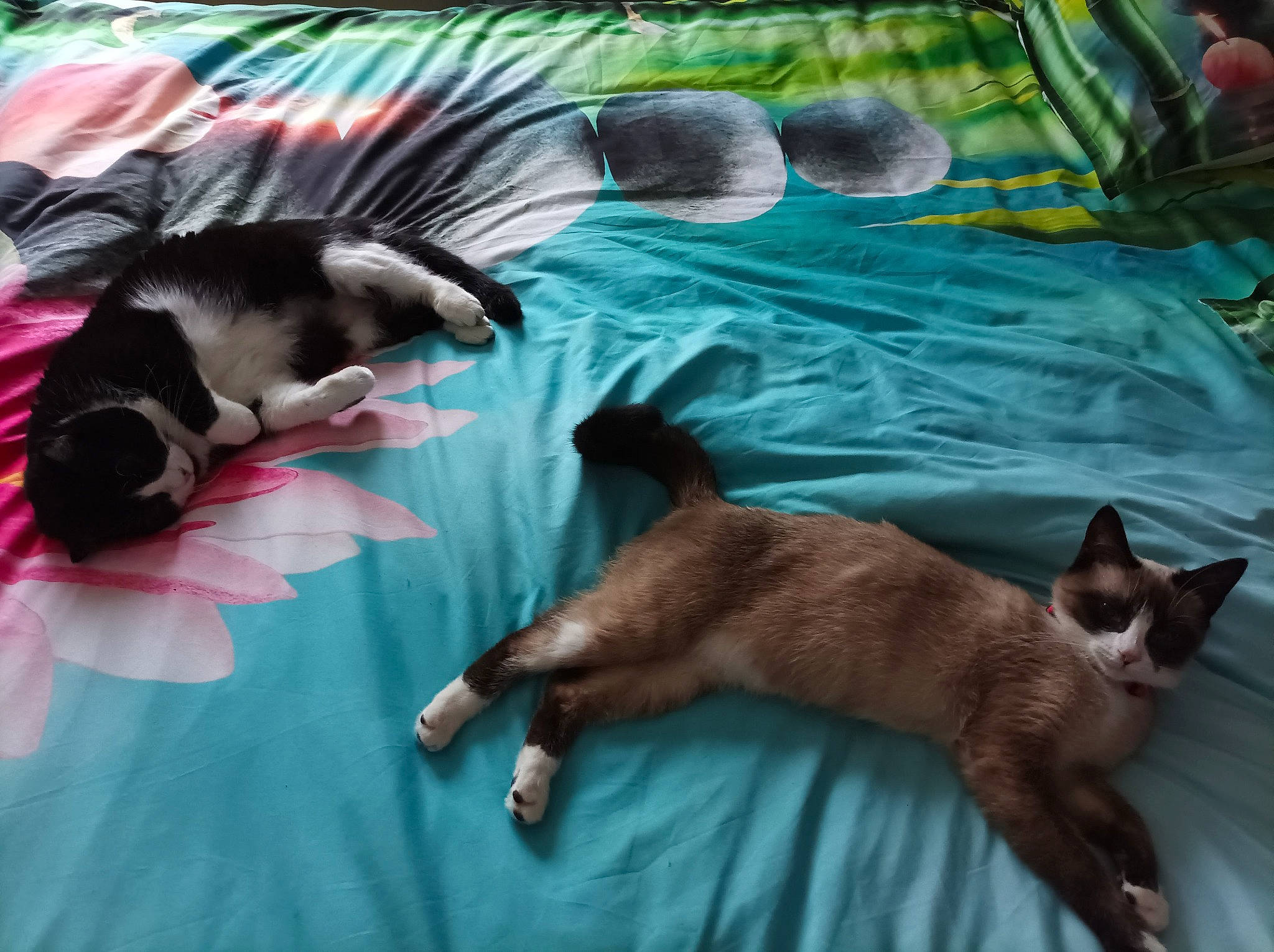 Théa participe au concours pour gagner de l'argent avec cette photo : canidae, carnivore, cat, comfort, companion_dog, dog_breed, fawn, felidae, fur, grass, linens, mammal, nap, siamese, small_to_medium_sized_cats, sporting_group, tail, vertebrate, whiskers, working_animal