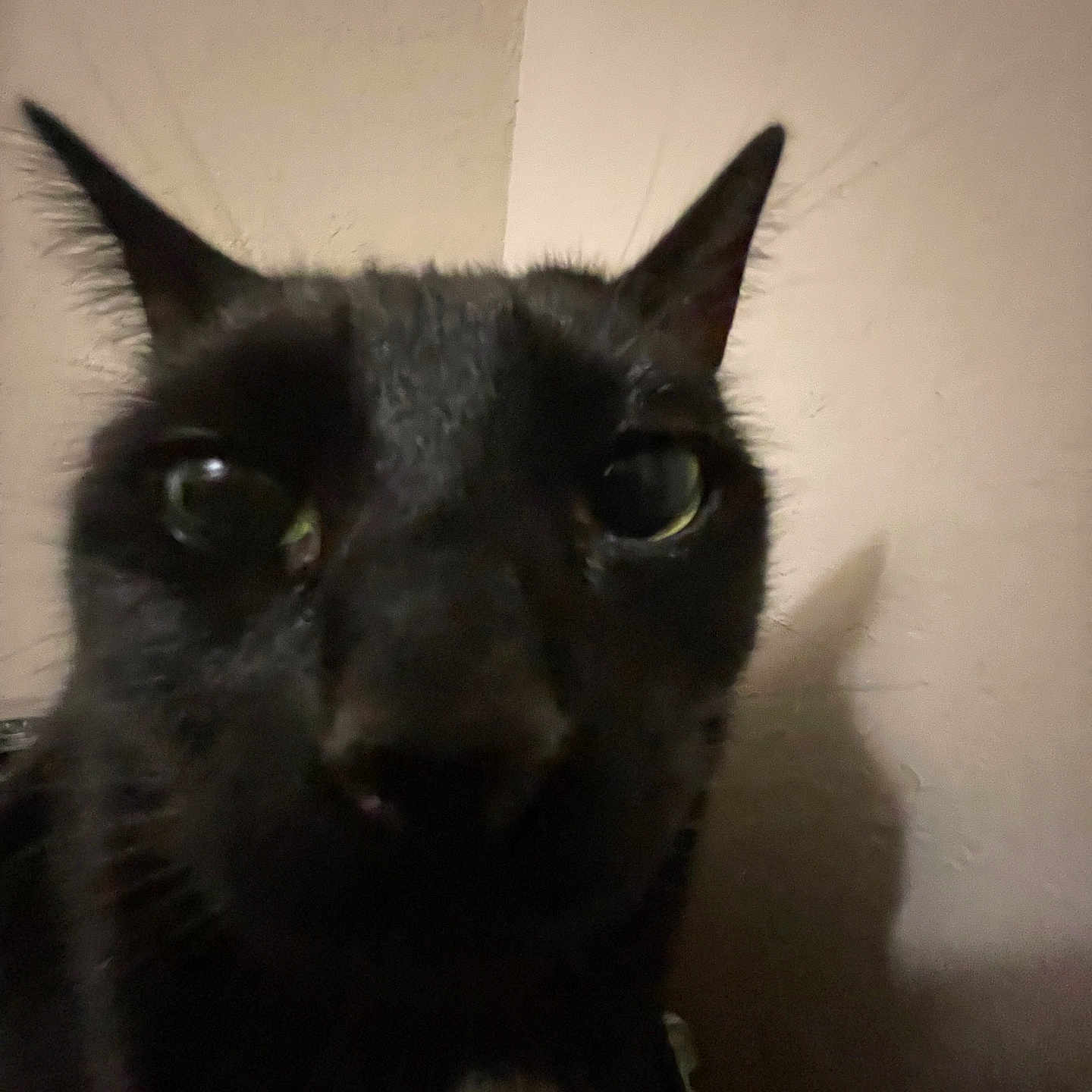 Zekrom is registered to the contest to win money with this photo: animal, black_cat, cat, close_up, curious, dark, domestic_cat, ears, eyes, face, feline, indoor, low_light, mystery, pet, portrait, shadow, wall, whiskers, white_patch