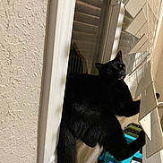 Zekrom joined the competition — help win amazing prizes! black_cat, cat, window, blinds, curtain, indoor, pet, animal, fur, tail, whiskers, household, window_frame, curtains, claw, looking, mischief, feline, domestic_cat, curiosity
