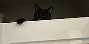 Zekrom joined the competition — help win amazing prizes! black_cat, cat, dryer, appliance, indoor, paw, peeking, mystery, household, pet, domestic, feline, curious, shadow, quiet, laundry_room, hidden, claw, dark, quiet_moment