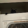 black_cat, cat, dryer, appliance, indoor, paw, peeking, mystery, household, pet, domestic, feline, curious, shadow, quiet, laundry_room, hidden, claw, dark, quiet_moment