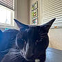 Zekrom joined the competition — help win amazing prizes! cat, black_cat, whiskers, indoor, window, blinds, framed_photos, wall, table, pet, animal, closeup, feline, relaxed, domestic_cat, house, mammal, portrait, fur, eyes