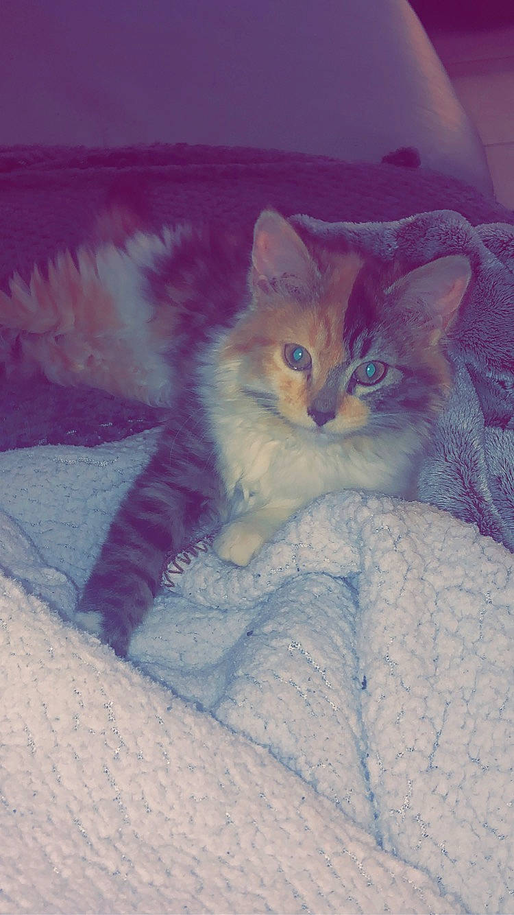 Olia participe au concours pour gagner de l'argent avec cette photo : british_longhair, british_semi_longhair, carnivore, cat, domestic_short_haired_cat, fawn, felidae, fur, kitten, norwegian_forest_cat, ojos_azules, persian, ragdoll, small_to_medium_sized_cats, whiskers