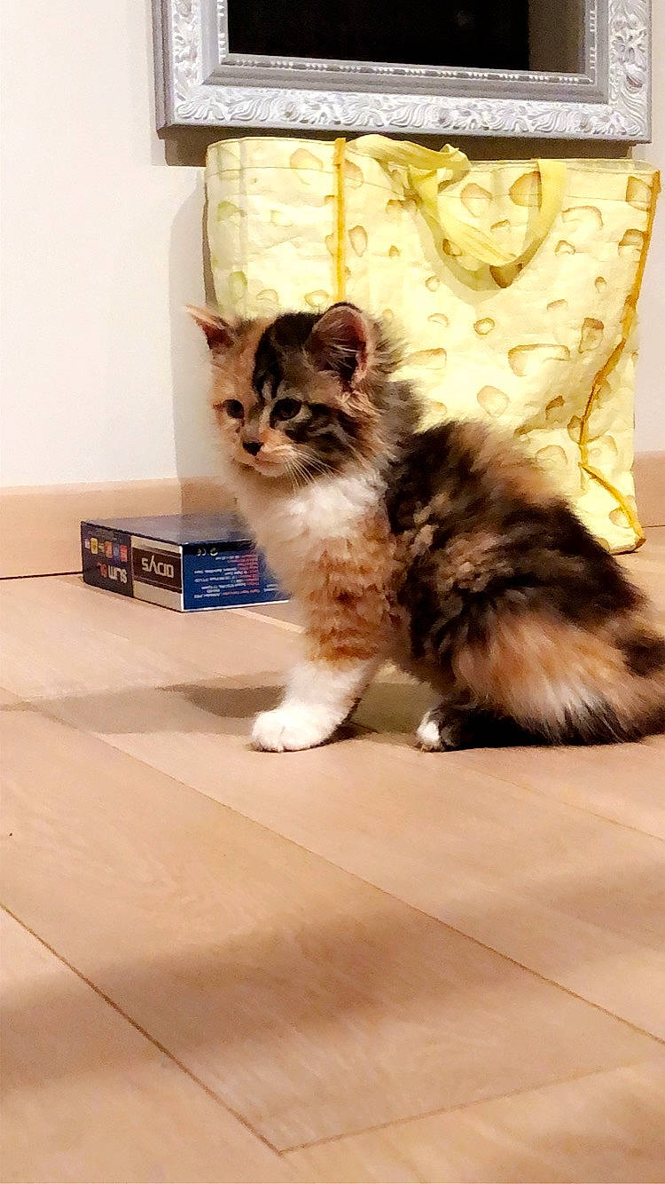 Olia participe au concours pour gagner de l'argent avec cette photo : american_curl, asian, british_semi_longhair, carnivore, cat, cymric, domestic_long_haired_cat, european_shorthair, fawn, felidae, kitten, kurilian_bobtail, mammal, munchkin, napoleon_cat, norwegian_forest_cat, ragamuffin, small_to_medium_sized_cats, vertebrate, whiskers