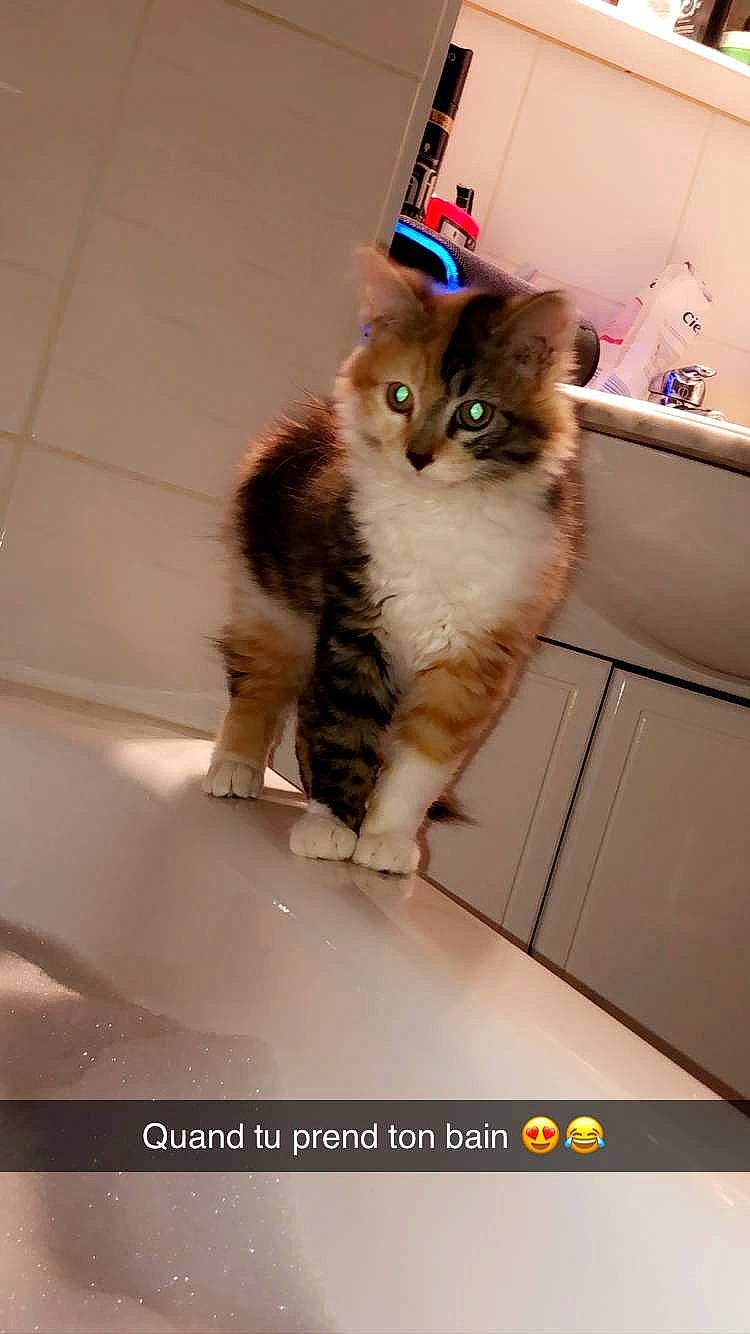 Olia participe au concours pour gagner de l'argent avec cette photo : aegean_cat, american_curl, asian, carnivore, cat, domestic_short_haired_cat, european_shorthair, felidae, fur, kitten, kurilian_bobtail, mammal, norwegian_forest_cat, photo_caption, polydactyl_cat, ragamuffin, siberian, small_to_medium_sized_cats, tail, whiskers