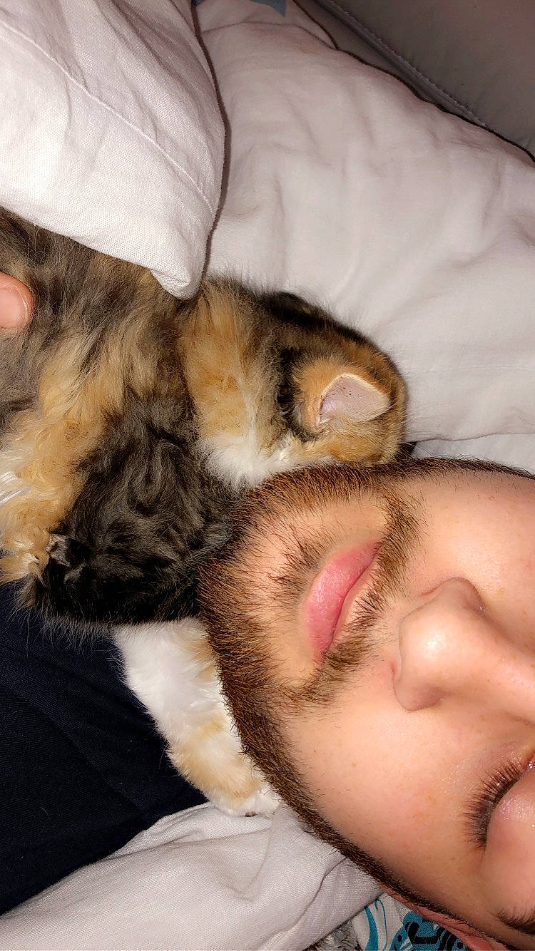 Olia participe au concours pour gagner de l'argent avec cette photo : carnivore, cat, ear, fawn, felidae, fur, nap, nose, paw, puppy_love, sleep, small_to_medium_sized_cats, whiskers