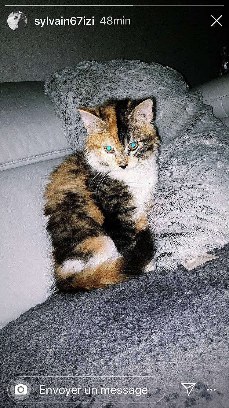 Olia a rejoint le concours — aidez-le/la à gagner de superbes lots ! aegean_cat, american_wirehair, asian, carnivore, cat, domestic_short_haired_cat, dragon_li, european_shorthair, eye, felidae, fur, kitten, mammal, ojos_azules, paw, polydactyl_cat, sitting, small_to_medium_sized_cats, tabby_cat, whiskers