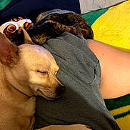 Peanut joined the competition — help win amazing prizes! dog, sleeping, tan_dog, small_dog, lap, person, blanket, plush_toy, tiger_toy, cozy, indoor, resting, paw, clothing, relaxation, cute, pet, animal, soft_texture, comfort
