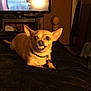 Peanut is registered to the contest to win money with this photo: dog, small_dog, tan_dog, pet, indoor, blanket, bed, television, wooden_furniture, room, expression, teeth, lying_down, collar, tag, ears, cute, animal, canine, mischievous