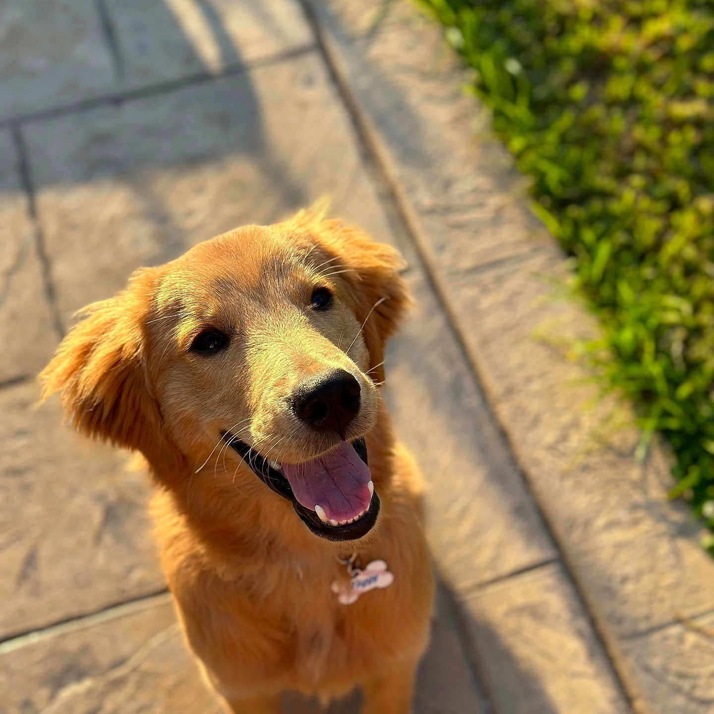 Miggy is registered to the contest to win money with this photo: accessories, animal, bodypart, canine, dog, flagstone, goldenretriever, hound, labradorretriever, leash, mouth, path, person, pet, puppy, sidewalk, strap, tongue, walkway