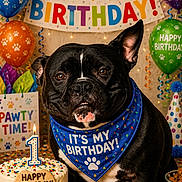 Max Bane joined the competition — help win amazing prizes! balloons, bandana, banner, birthday, black_dog, cake, candle, celebration, closeup, confetti, cute, decorations, dog, festive, food, happy, indoor, party, pet, table