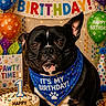 balloons, bandana, banner, birthday, black_dog, cake, candle, celebration, closeup, confetti, cute, decorations, dog, festive, food, happy, indoor, party, pet, table