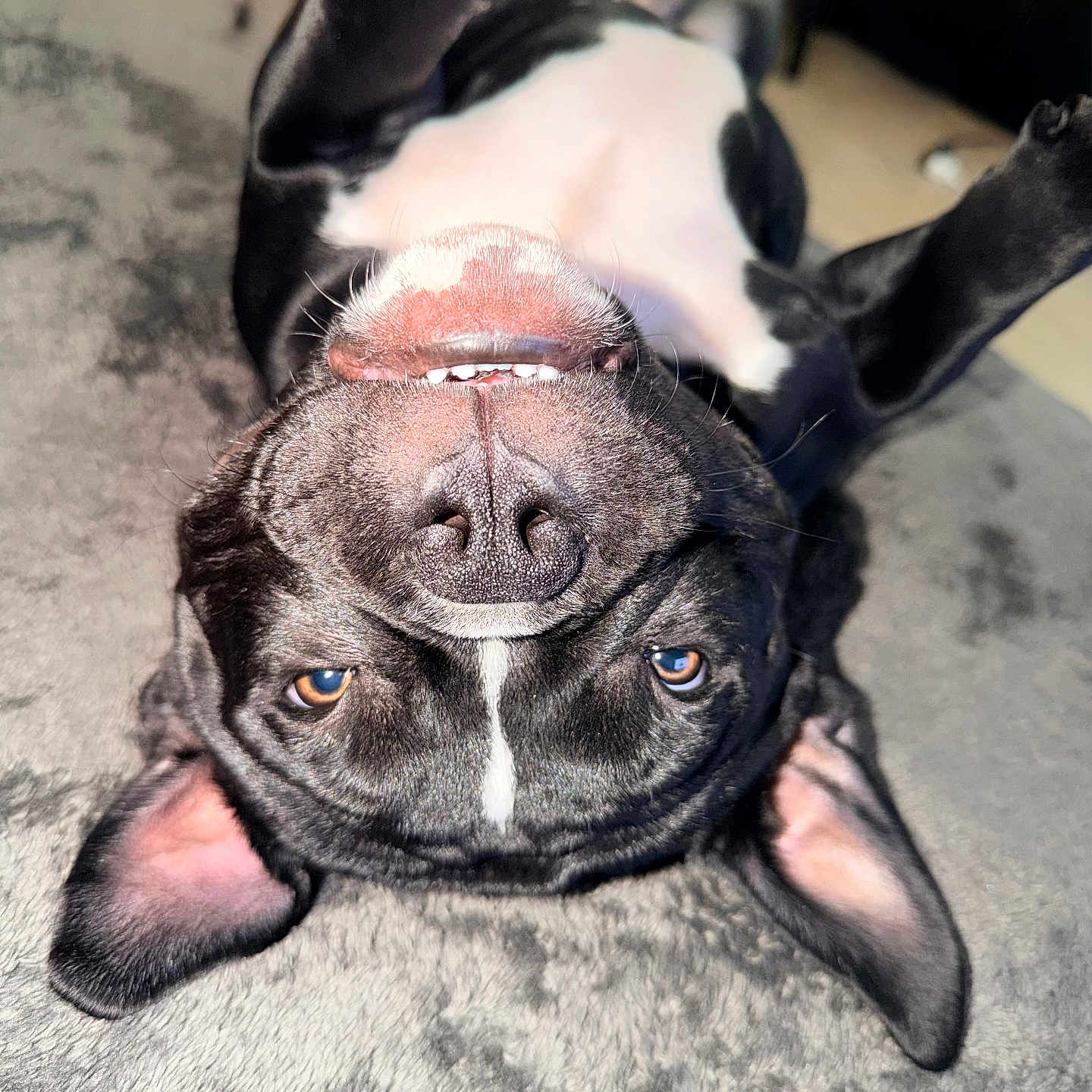 Max Bane is registered to the contest to win money with this photo: animal, black_and_white, carpet, close_up, cute, dog, ears, expression, face, fur, happy, indoor, light, lying_down, nose, pet, playful, teeth, upside_down, whiskers