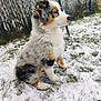 puppy, dog, snow, outdoor, grass, fence, fluffy, young, tricolor, pet, winter, animal, sitting, canine, nature, fur, cute, cold, backyard, portrait
