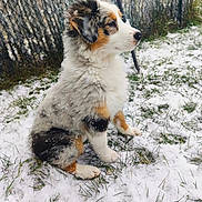 Alya a rejoint le concours — aidez-le/la à gagner de superbes lots ! animal, calm, cold, cute, dog, fence, fluffy, fur, grass, nature, outdoor, pet, puppy, side_view, sitting, snow, snowflakes, tri_color, winter, young_dog