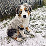 puppy, dog, snow, grass, outdoor, fence, fluffy, pet, young_dog, curious, winter, animal, nature, cute, fur, sitting, cold, playful, canine, snowflakes