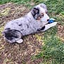 puppy, dog, australian_shepherd, grass, dirt, toy, ball, outdoor, pet, fluffy, young, animal, cute, playing, nature, paw, fur, small, lying_down, side_view