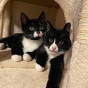 Ronnie And Reggie is registered to the contest to win money with this photo: animal, black_and_white, cat, cat_tree, companions, cozy, curious, cute, feline, fur, indoor, kitten, mammal, paw, pets, playful, resting, tuxedo_cat, whiskers, young